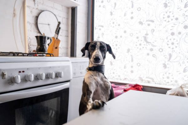 Stone Worktop, Natural Stone Worktop, Composite Stone Worktop, Worktop, Dog Jumping Up On Worktop