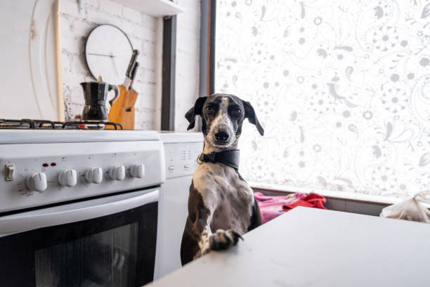Stone Worktop, Natural Stone Worktop, Composite Stone Worktop, Worktop, Dog Jumping Up On Worktop